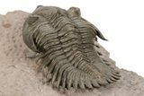 Metacanthina Trilobite - Top Quality Preparation #243928-3